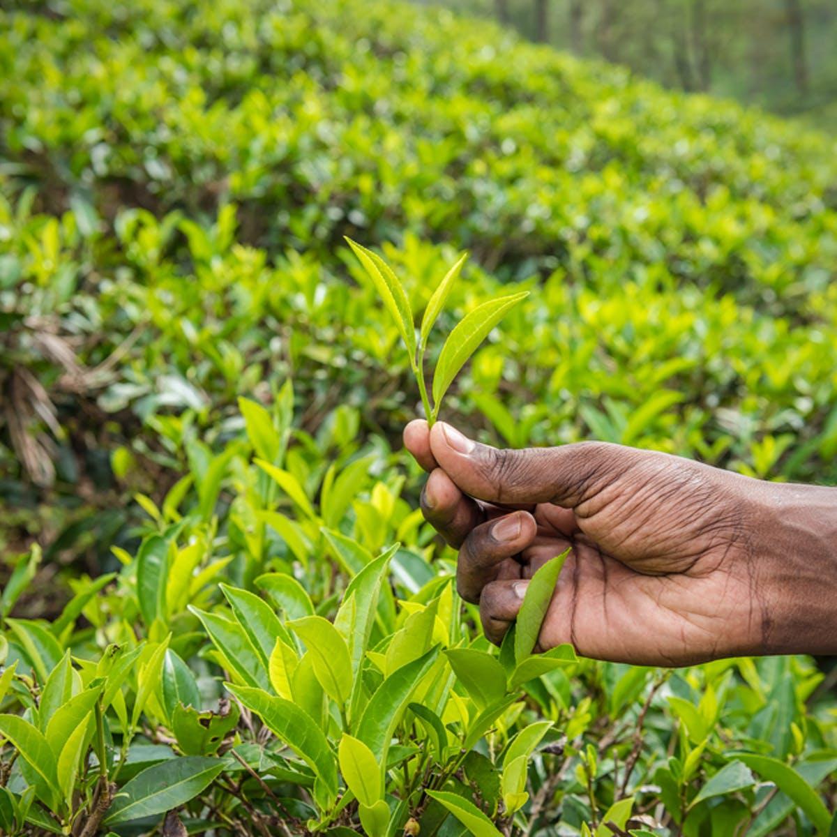 kenyan startup smallholder farmers income