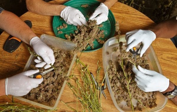 cannabis nigeria