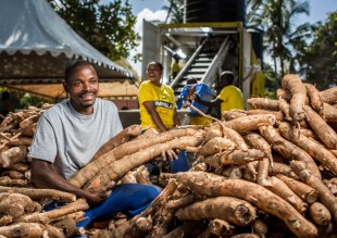 How to Start a Cassava Export Business in Nigeria