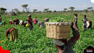 Agriculture