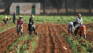 FG Reviews Agri-Program Following N2.31tn Surge in Produce