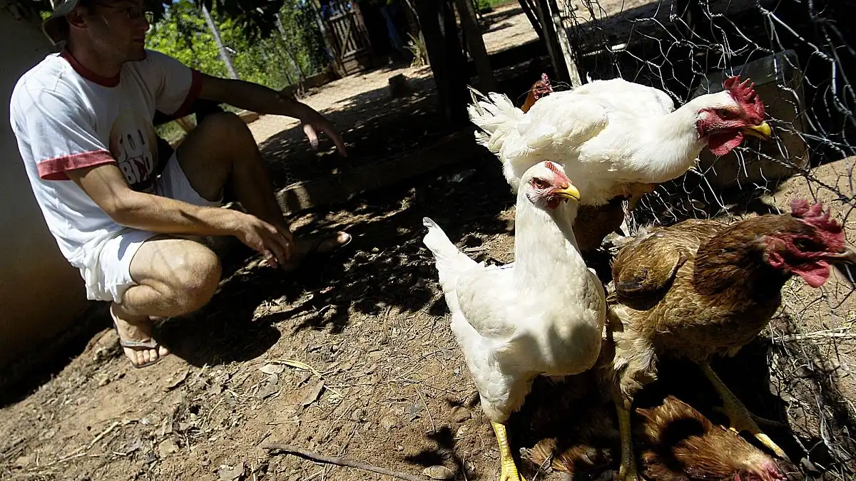 Eu stock pilling brazil chicken