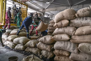 Côte d’Ivoire aligns cocoa marketing season with Ghana to curb smuggling